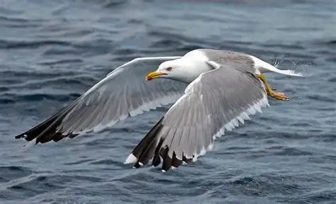 Ave blanca volando
